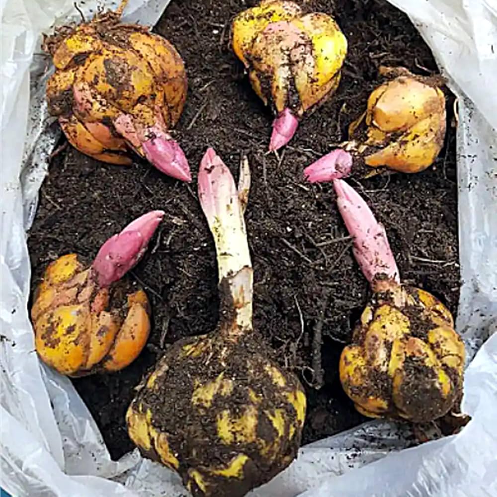 百合の球根♪ Amazon.co.jp: ユリの球根、ゆり 花、百合 球根通販-10球根-A : DIY